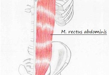 Lehrbrief 13 – 3.2 Muskeln Bauch und unterer Rücken