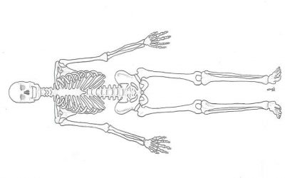Lehrbrief 1 – 1.3 Das Skelett