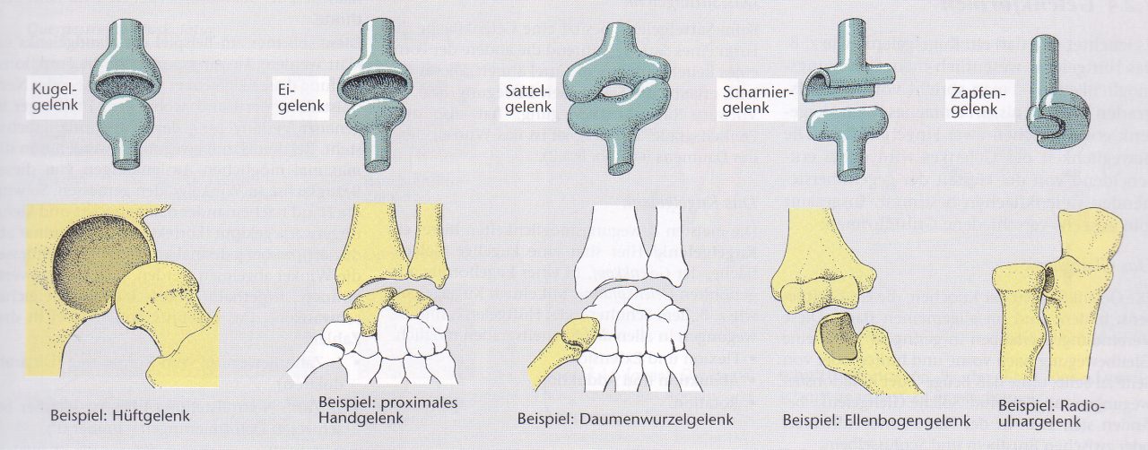 Lehrbrief 1 1 3 Allgemeine Anatomie Tutorials Lehrbrief 1 1 3 Allgemeine Anatomie Tutorials